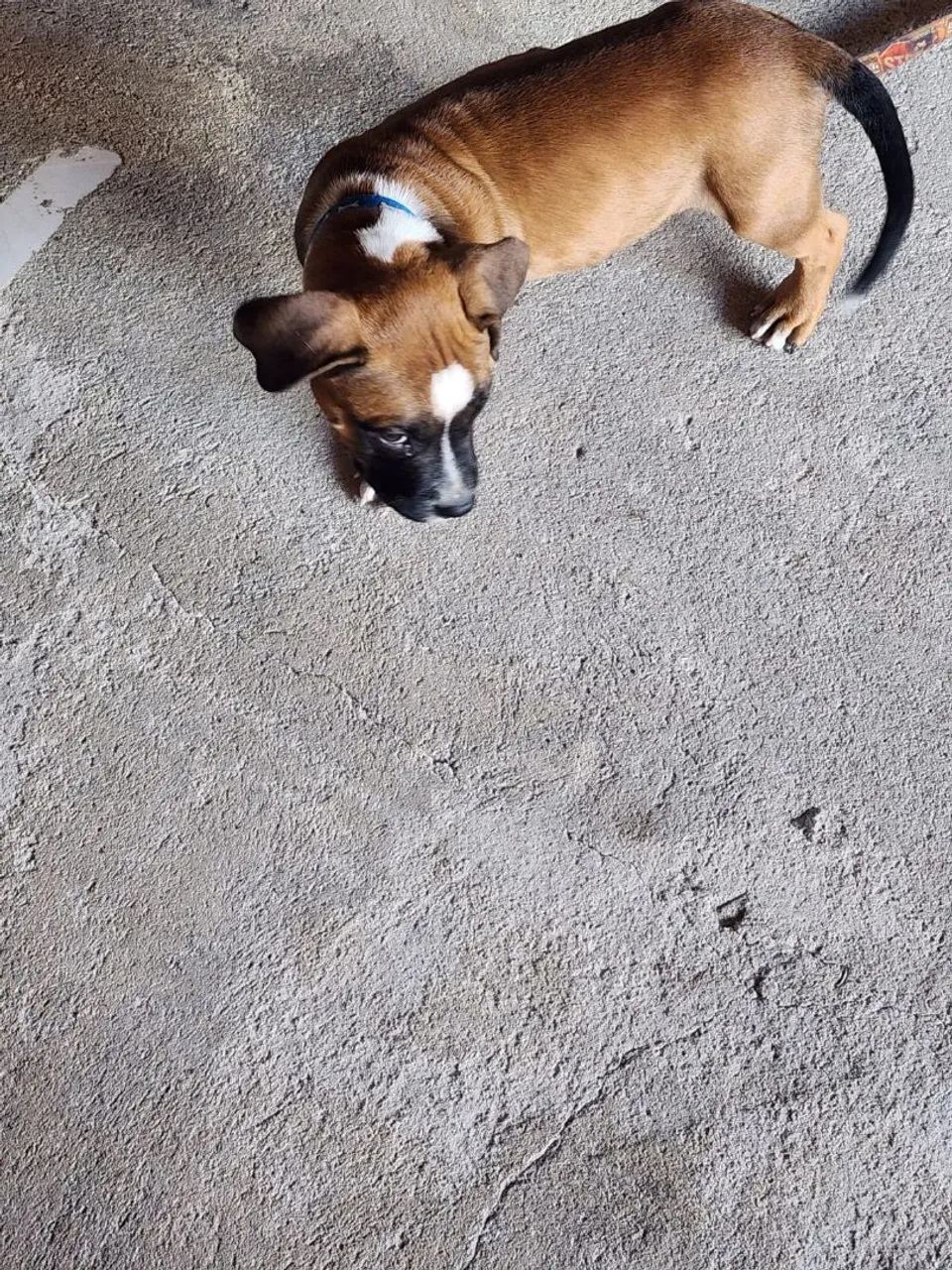 Pitbull moste
