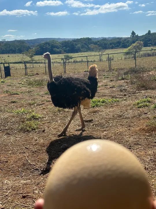 Avestruz para venda - Foto 3