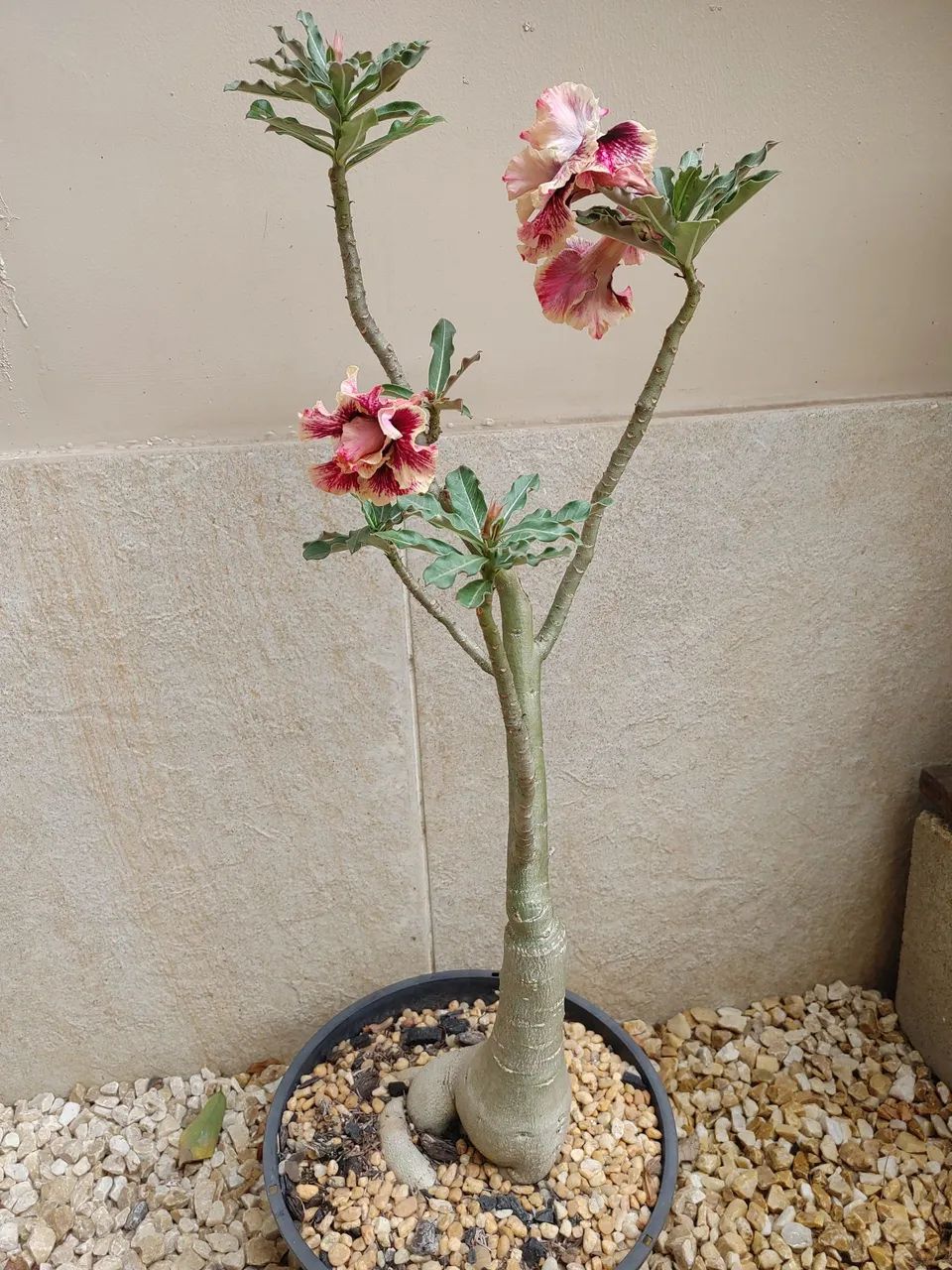 Rosa do deserto64305624404995123