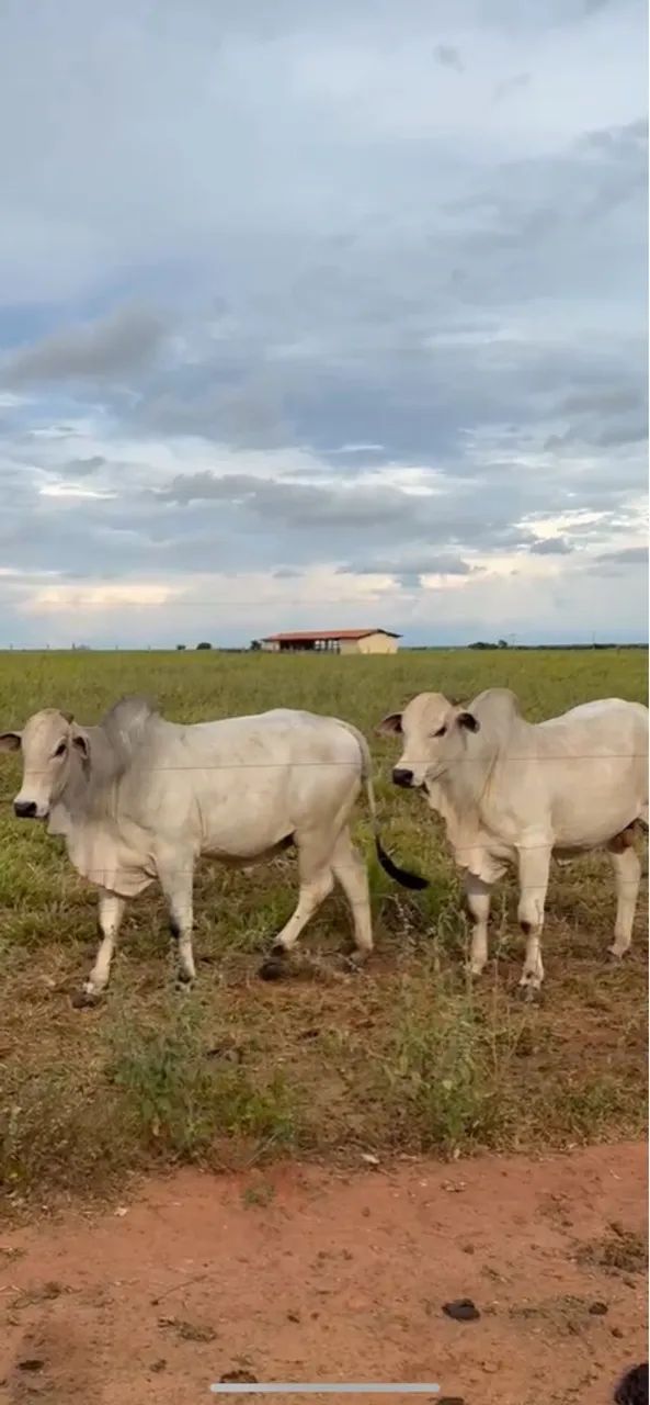 LOTE COM 02 NELORE REGISTRADOS - Foto 3