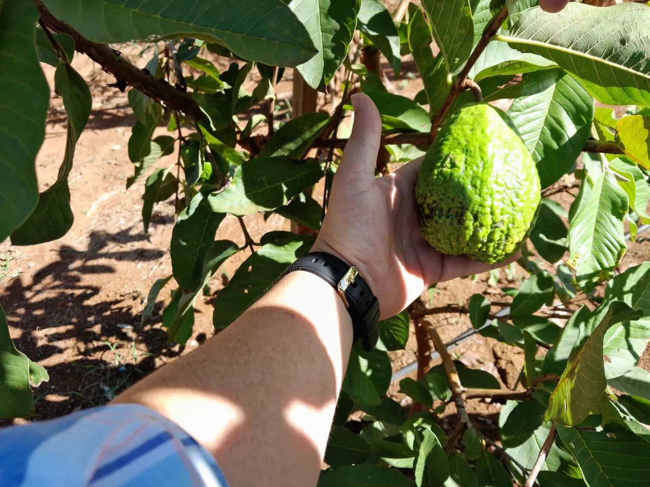 Chácara 7.500M2 em Bonfinópolis-Go  - Foto 11