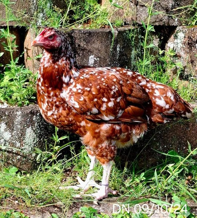 Trio Top de GSB  - Foto 2