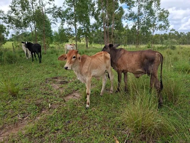 BEZERROS À VENDA - Foto 6