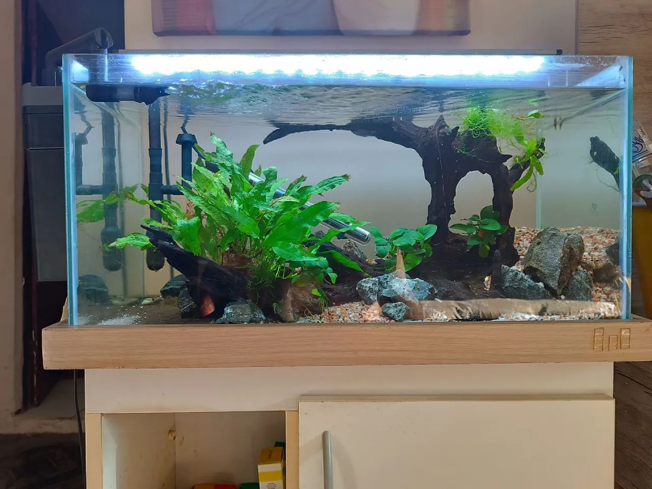 Aquário completo  - Foto 6