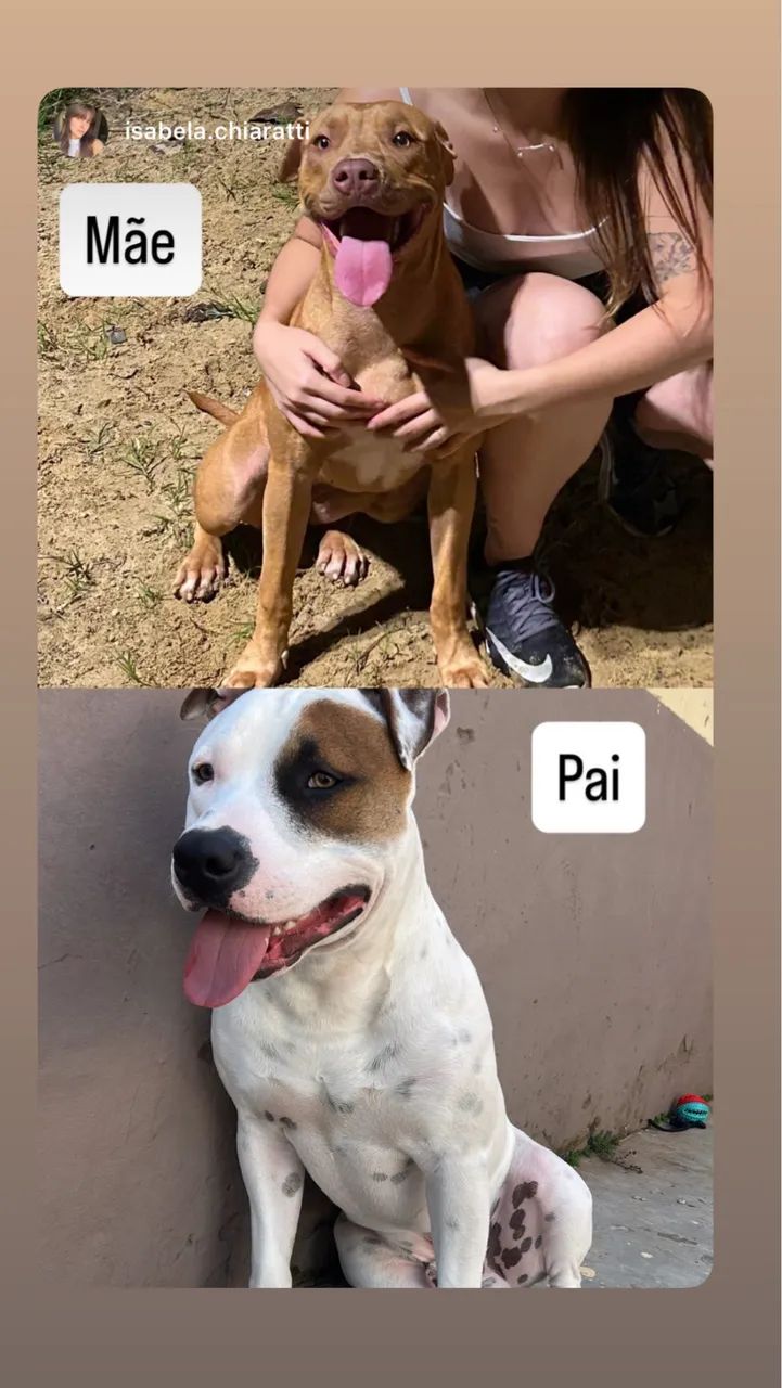 Filhotes de Pitbull  - Foto 2