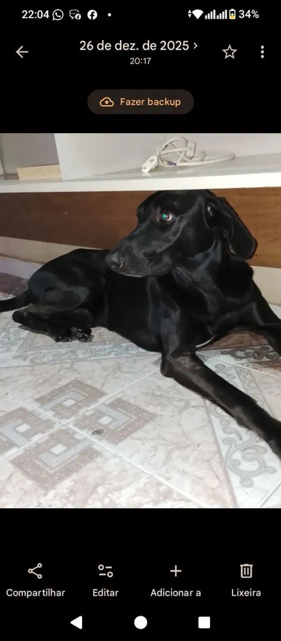 Doação cachorro macho labrador  - Foto 2