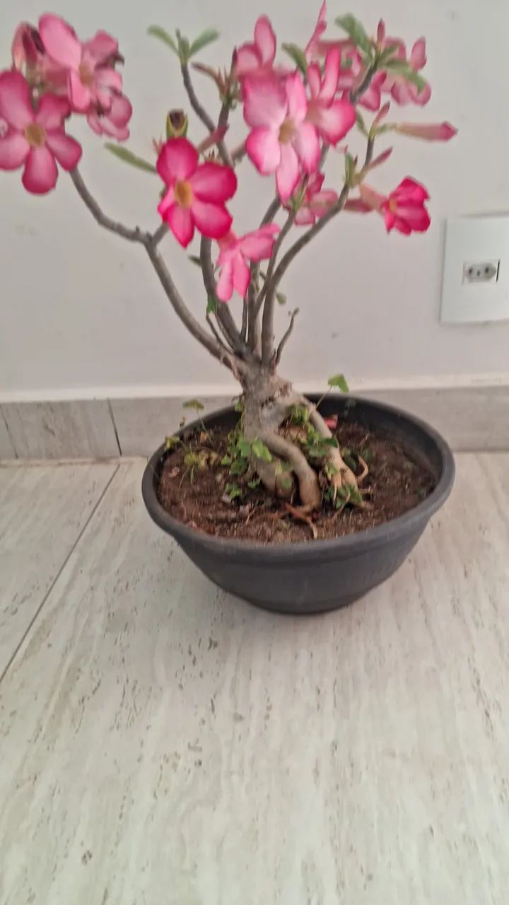 Rosa do deserto 