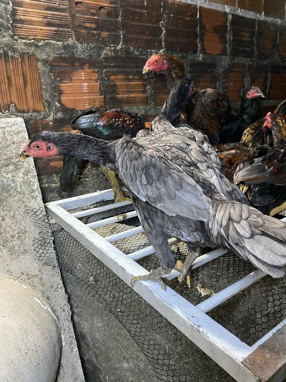 Vende-se frangas  - Foto 2