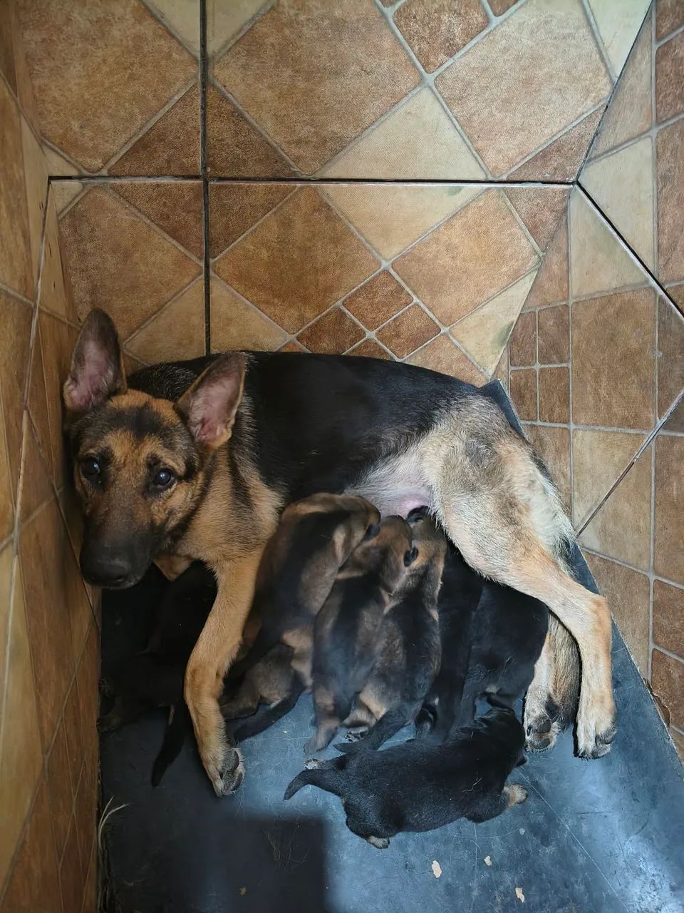 Pastor Alemão  - Foto 4