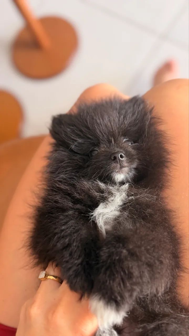 Spitz alemão  - Foto 3