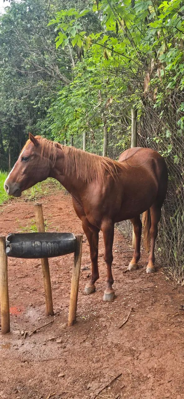 Egua quarto de milha 3 anos - Foto 4