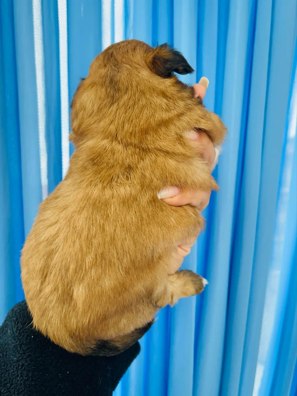 Macho de Shihtzu  - Foto 3