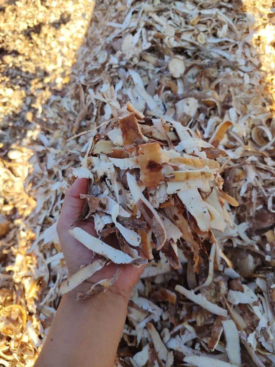 Casca de mandioca para ração animal