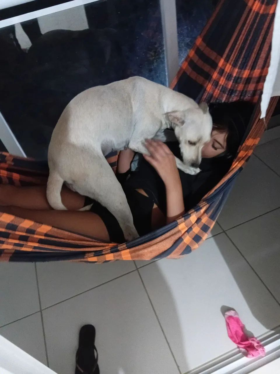 Adoção responsável  - Foto 4