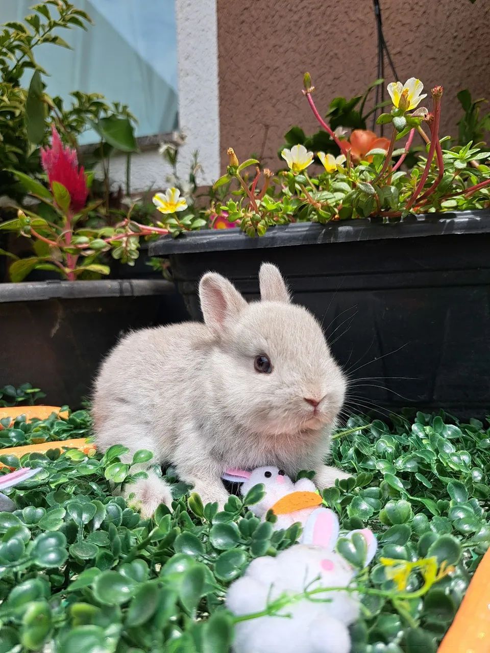 Mini coelhos  - Foto 4