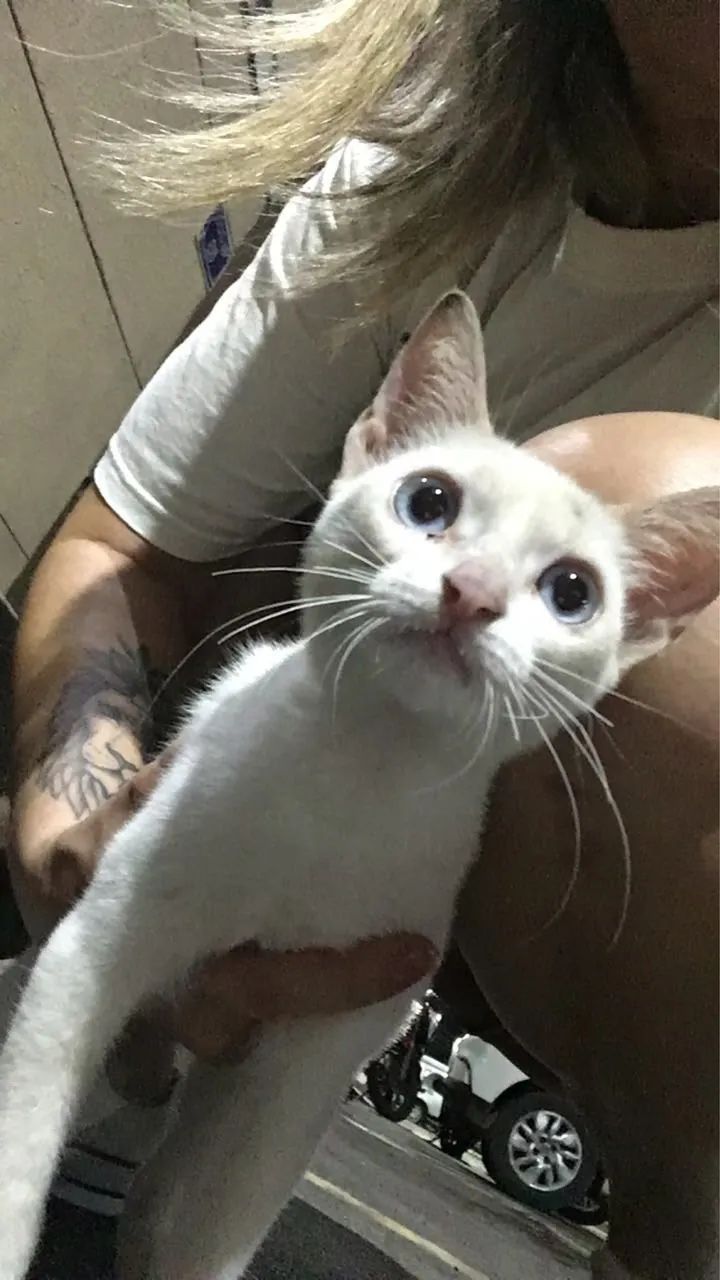 Gatinho abandonado em um condomínio 