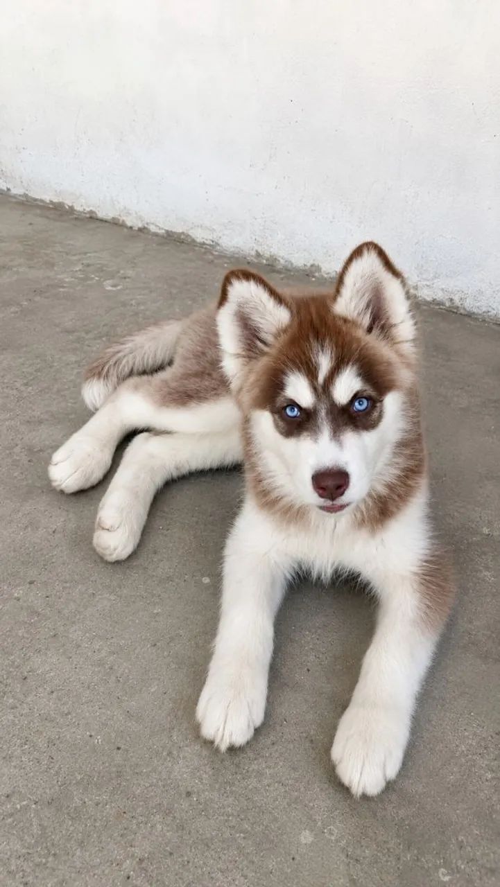 Husky Fêmea  - Foto 2