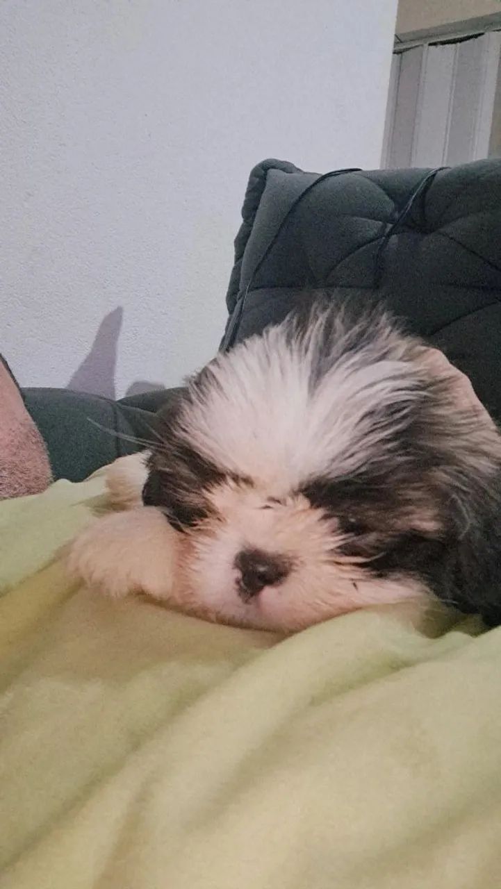 Bebê shitzu 55 dias macho - Foto 3
