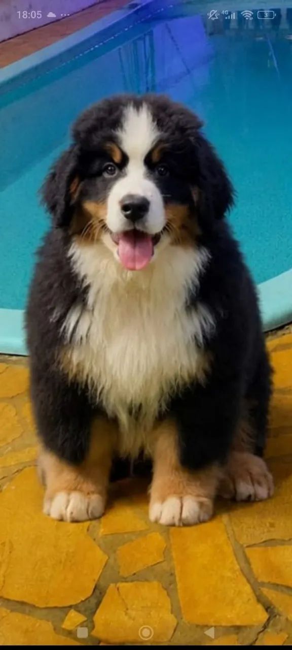 Filhotinho Bernese mountain dog 