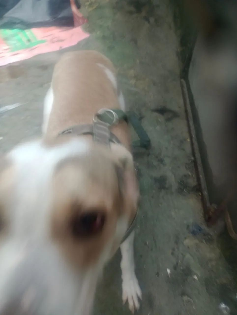 Cachorro de raça  - Foto 3