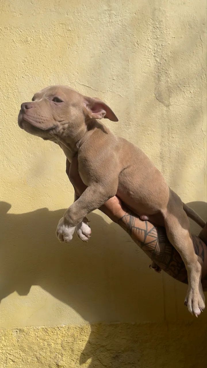 American Bully Pocket  - Foto 2