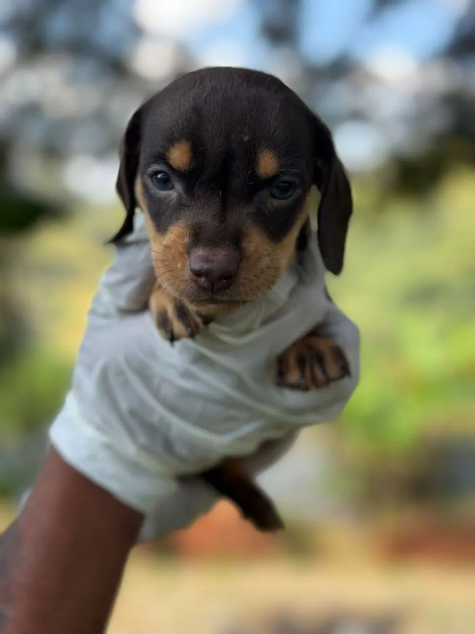 Dachshund Chocolate- Filhotes com valor imperdível 