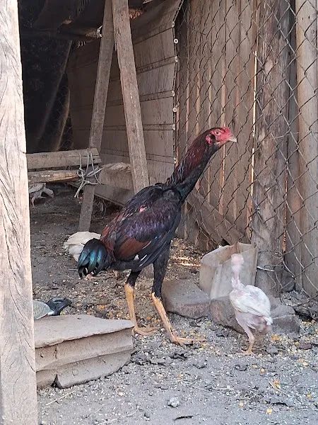 Frango Indio Barbudo - Foto 5