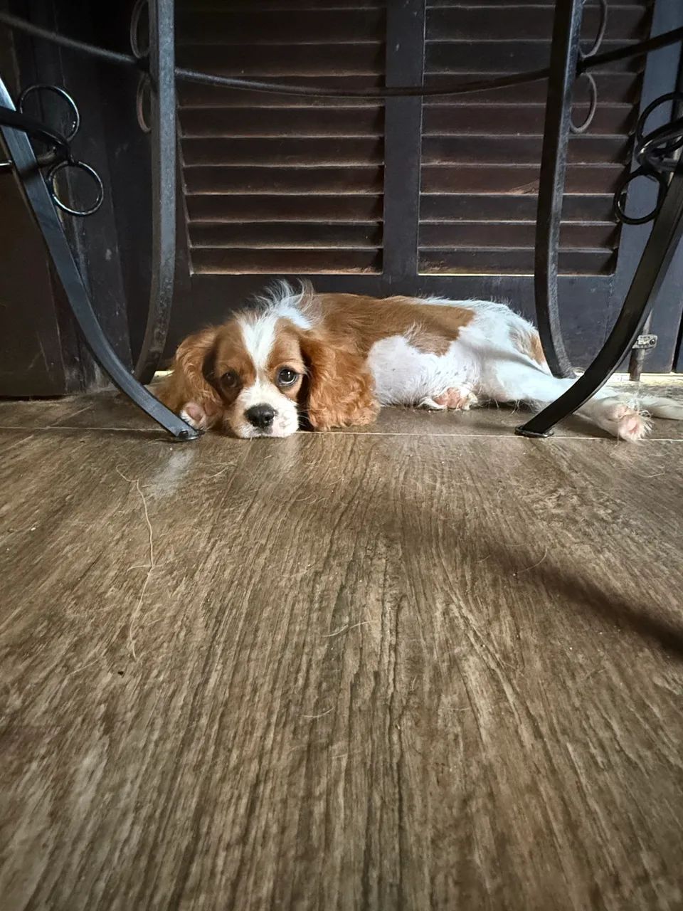 Cavalier King Charles Spaniel  - Foto 4