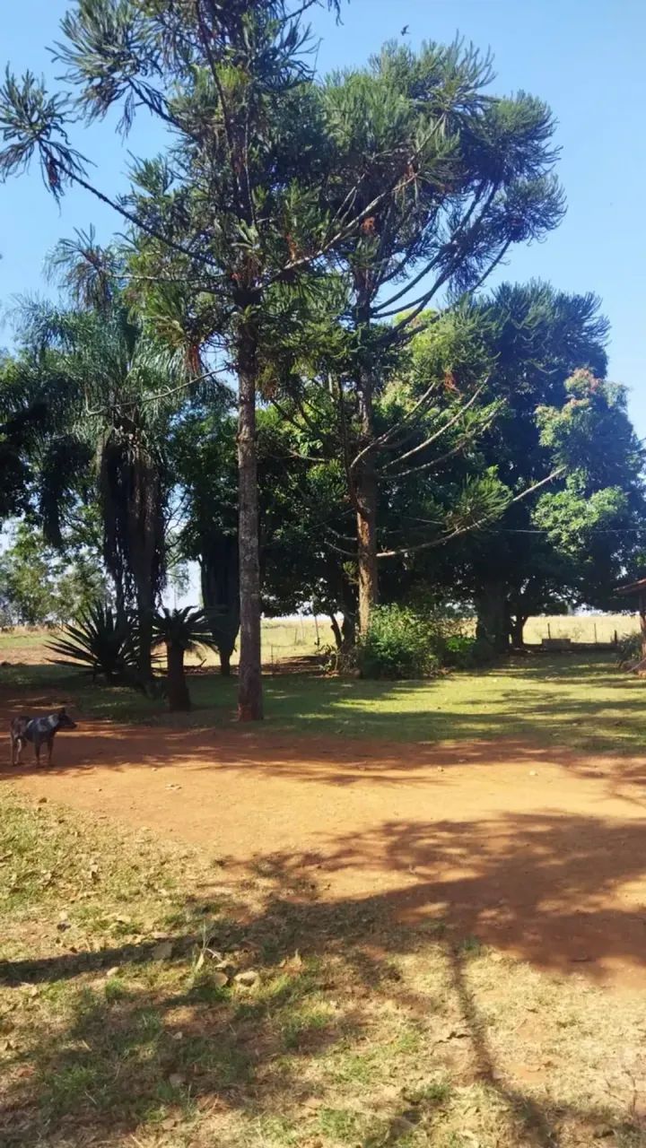 CHACARA COM 11 HECTARES A VENDA EM SIDROLANDIA - Foto 3