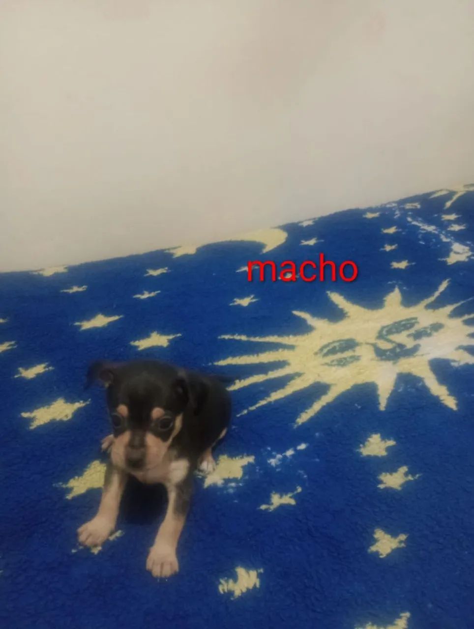 Pinscher  - Foto 4