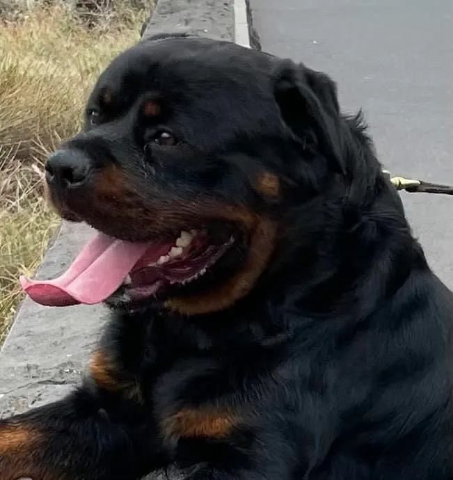 Rottweiler alemão big  - Foto 3