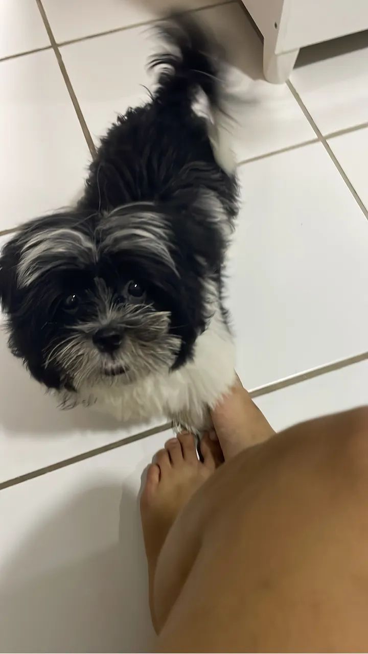 Shitzu 