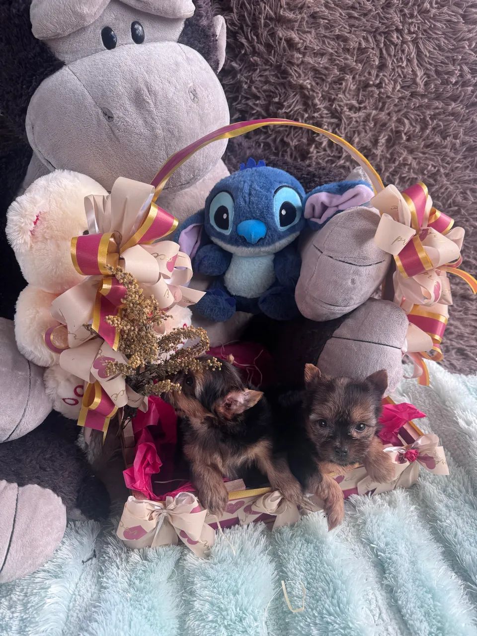 Cachorro  - Foto 3