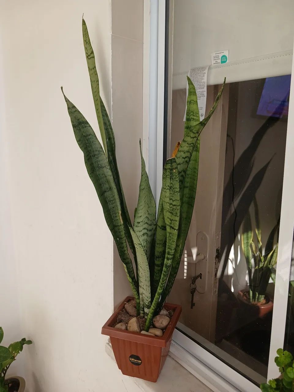 Planta espada de São Jorge  - Foto 3