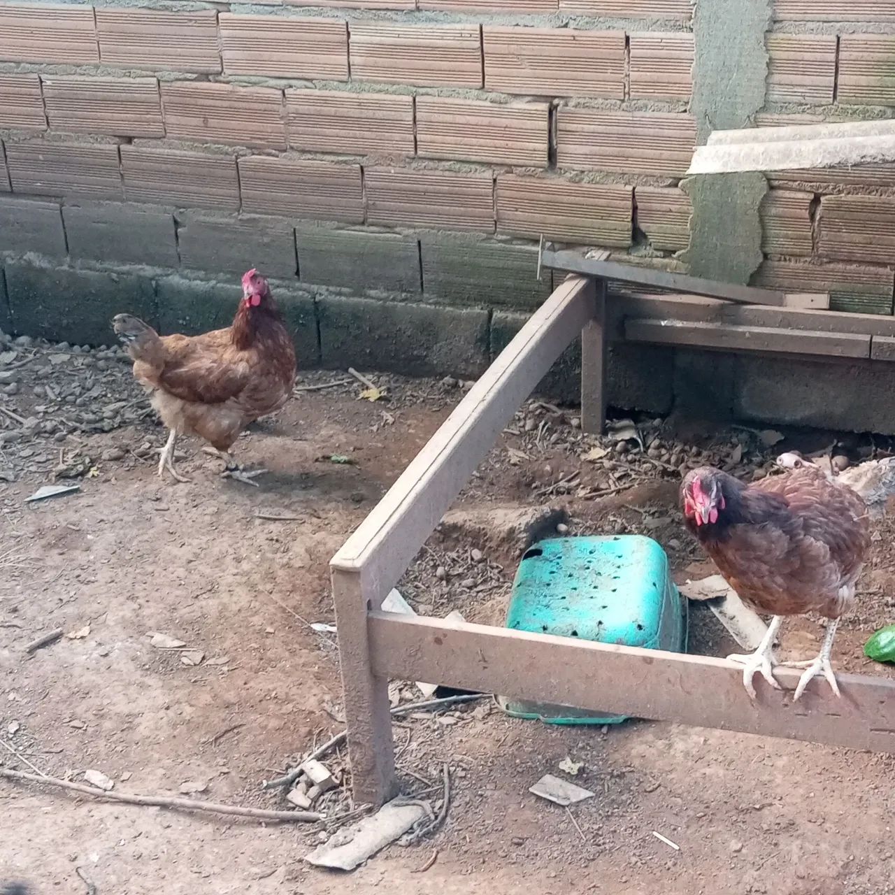 Galinha poedeira  - Foto 2