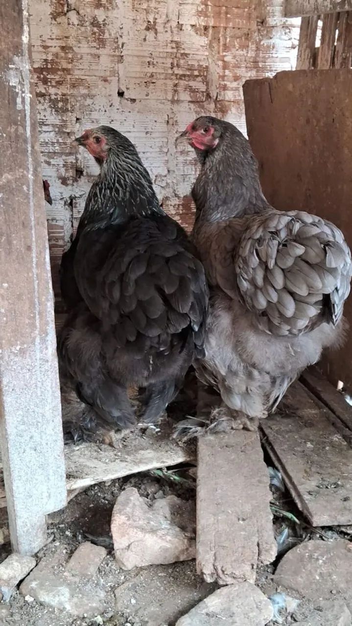 Galinhas da Raça Brahma Gigante 