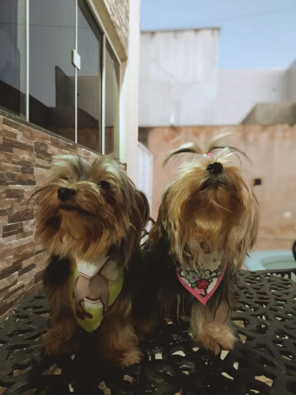 YORKSHIRE TERRIER  - Foto 5