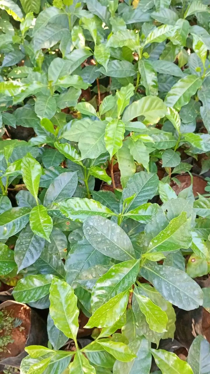 Mudas de plantas frutíferas  - Foto 4