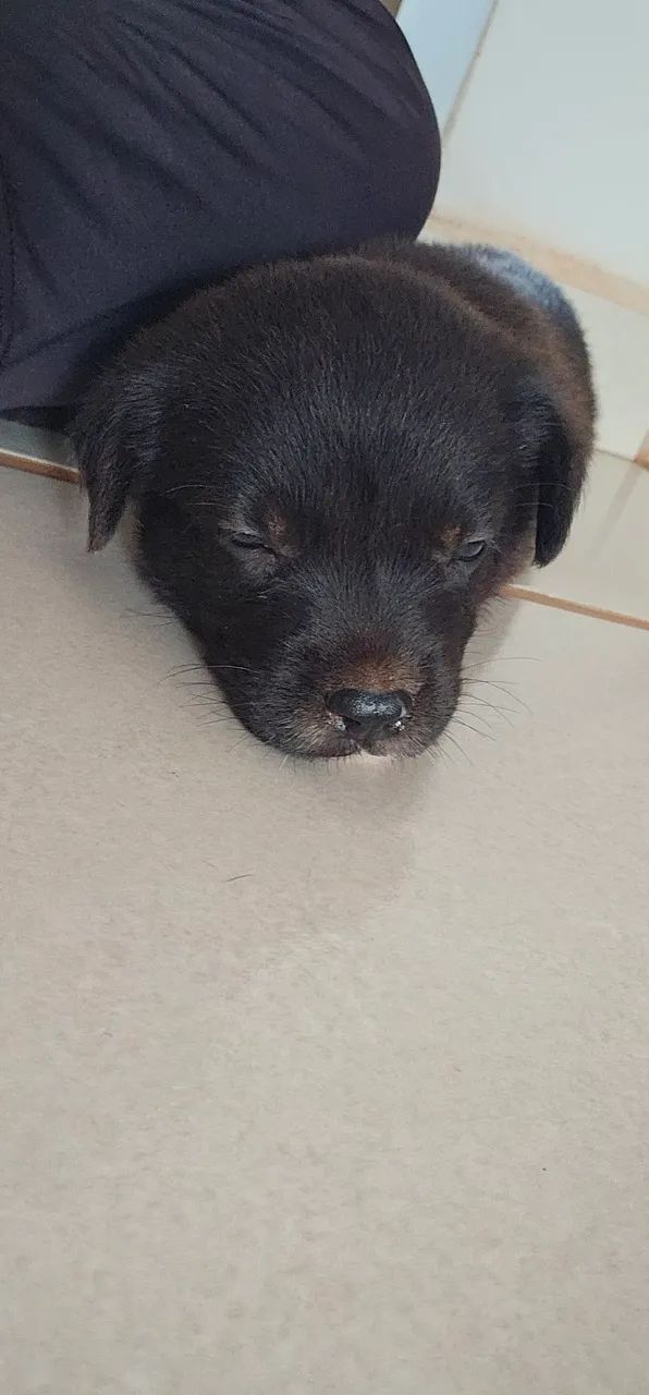 Cachorro  - Foto 5
