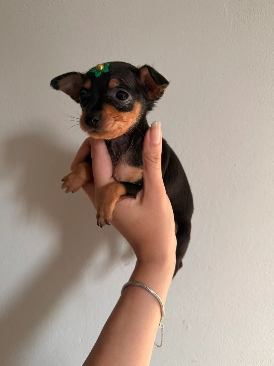 Pinscher Fêmea 0 - Foto 5