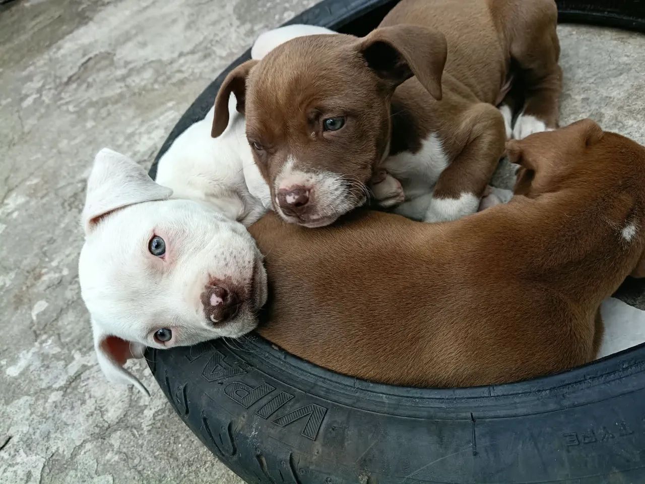 Pitbull american terrier  - Foto 3