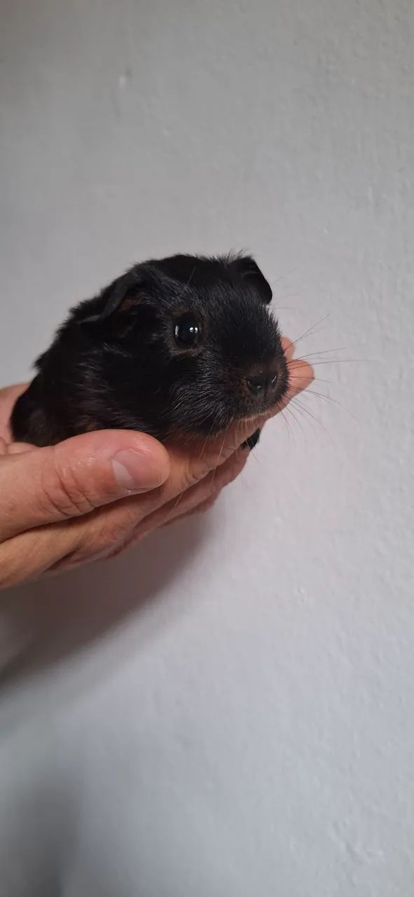 Porquinho da Índia 65203907975297121