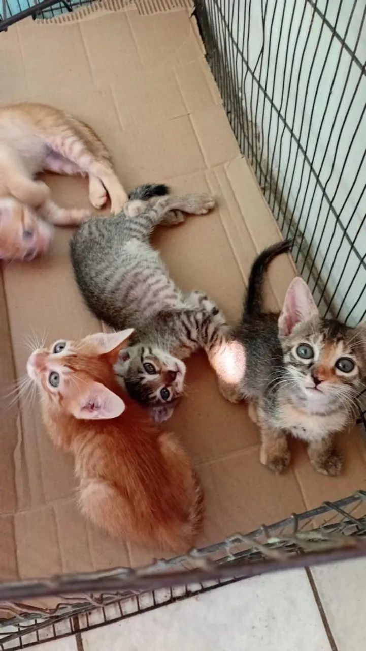Gatos - Foto 2