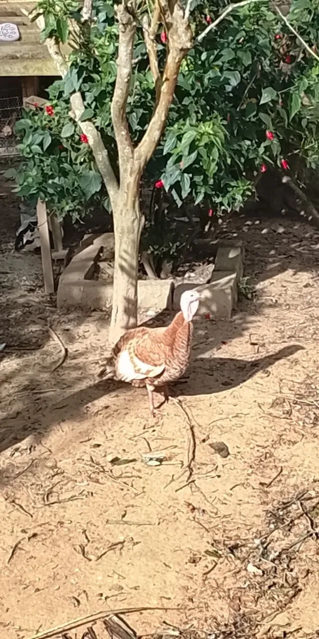 Casal de peru - Foto 2