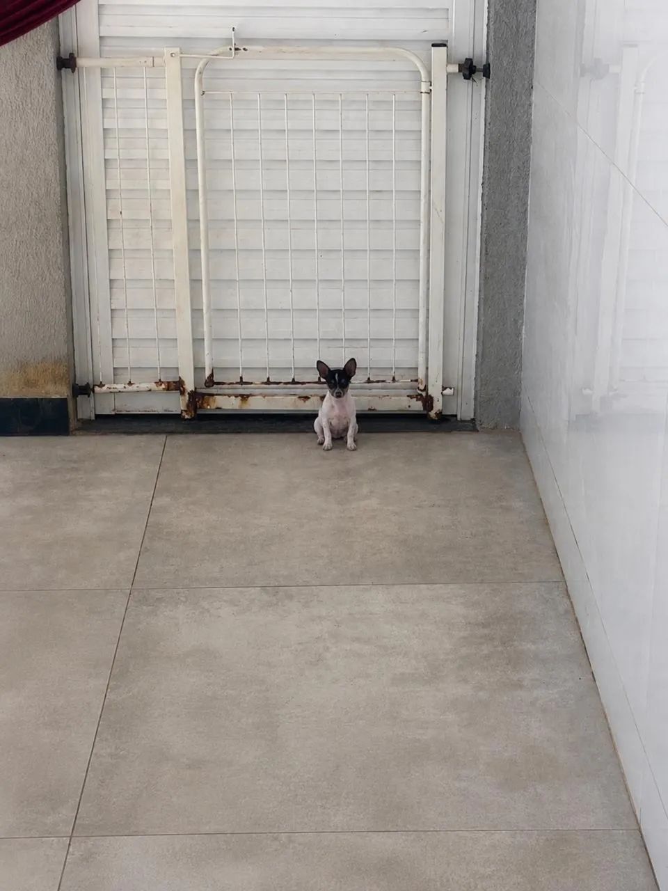 Pinscher macho 
