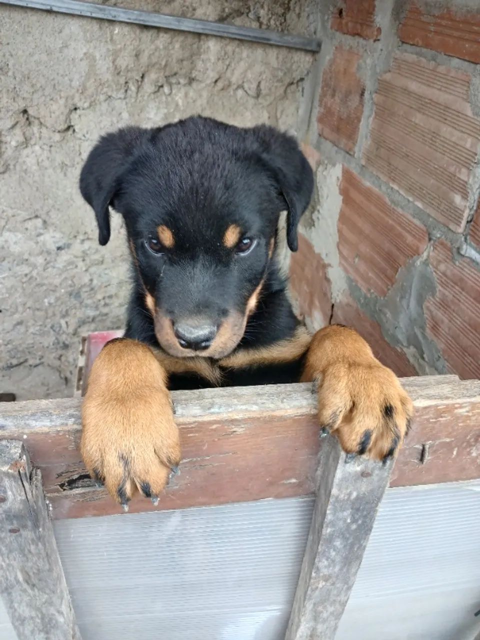 Venda de Rottweiler - Foto 2