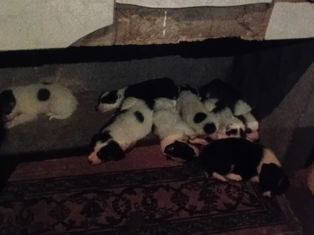 Vende-se filhote boder collie