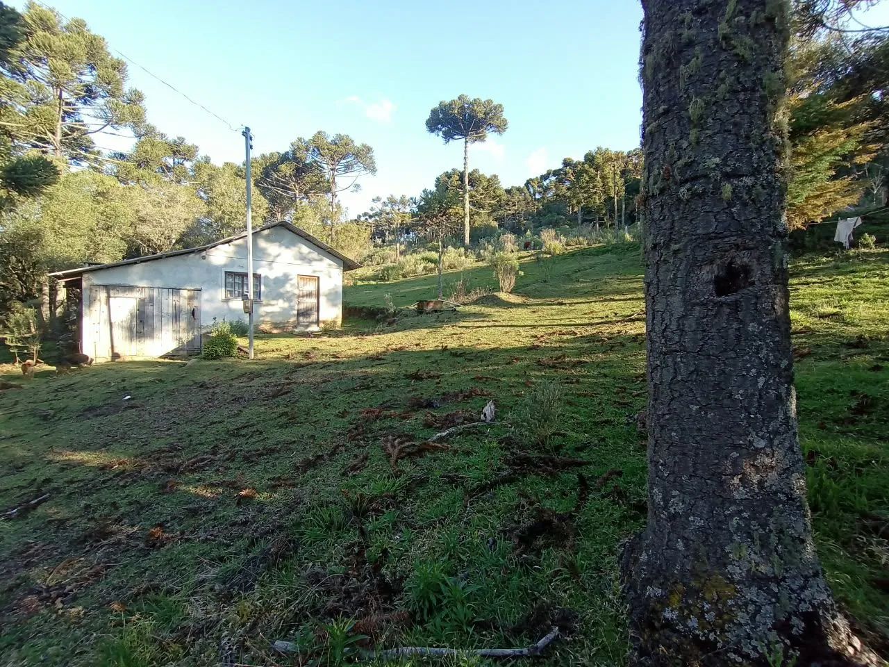 3 hectares  - Foto 2