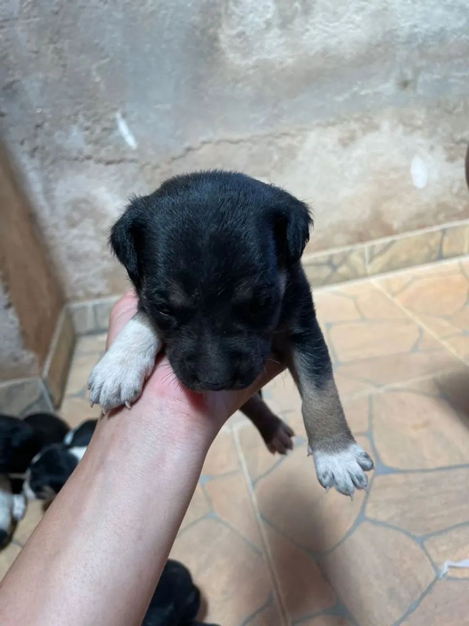 Adoção responsável caes - Foto 3