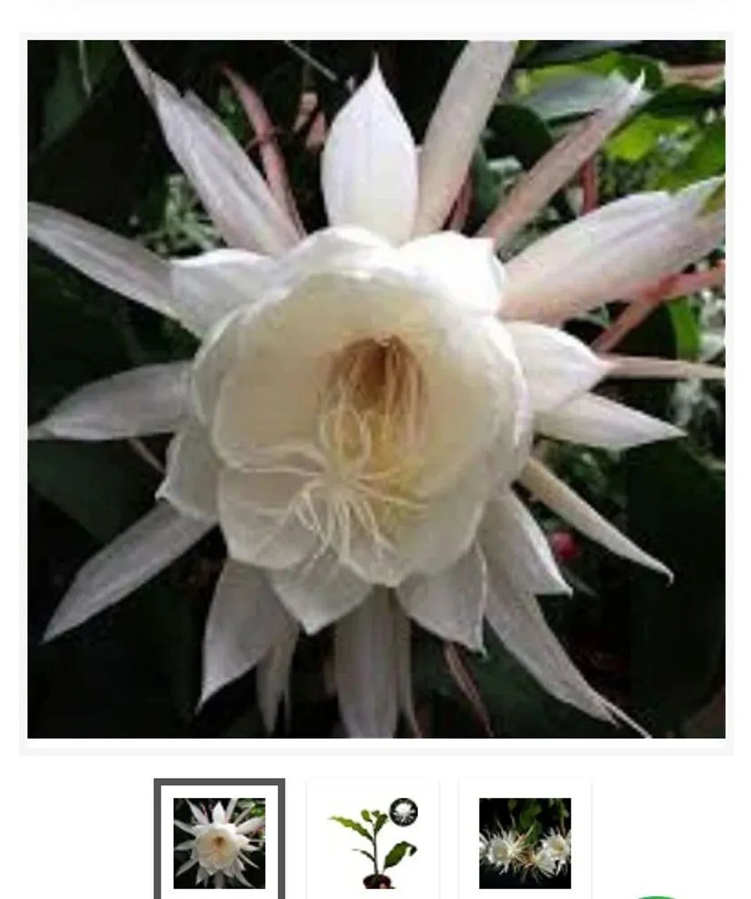 Tronco samambaia e Cacto Orquidea  - Foto 5